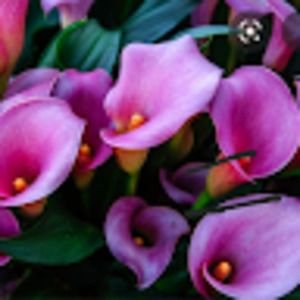 Meet your Posher, Alida